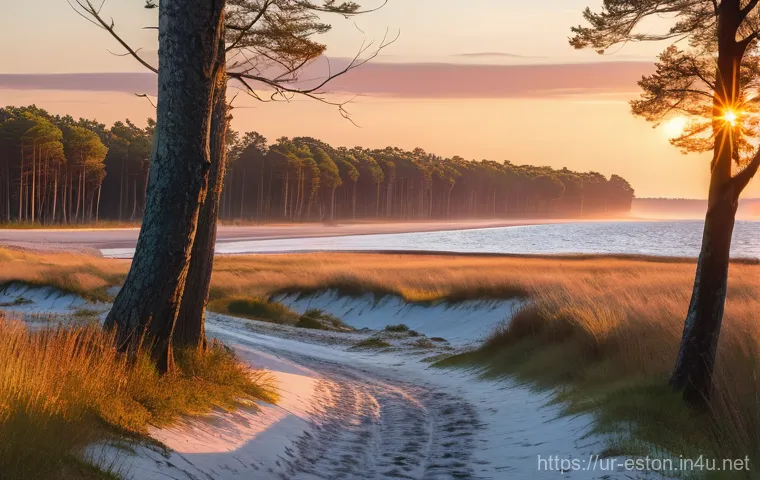 사레마 섬 여행 가이드 - **Magical Morning at Saaremaa: Coastal Serenity and Forest Awakening**
"A serene and picturesque...